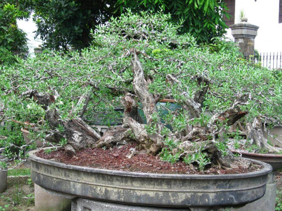 bonsai tree