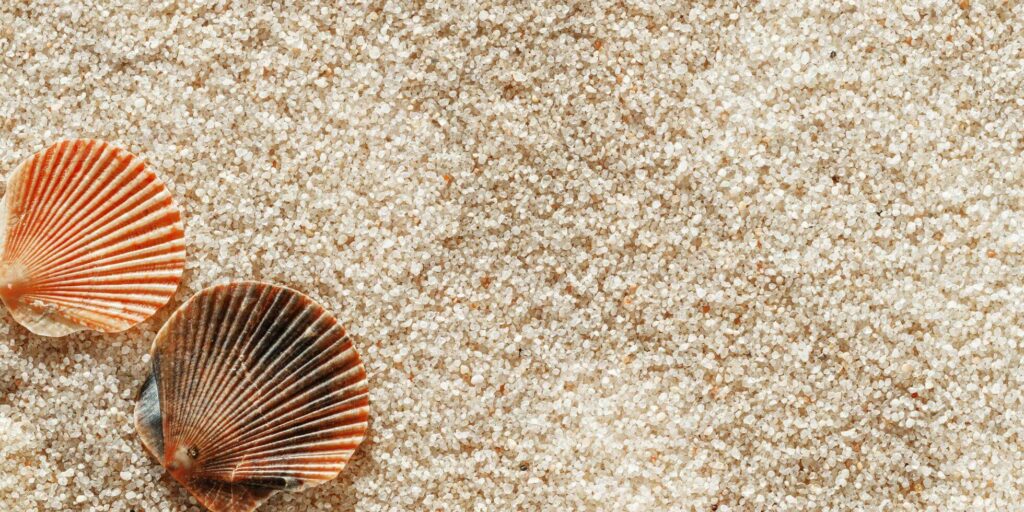 seashells in zen garden